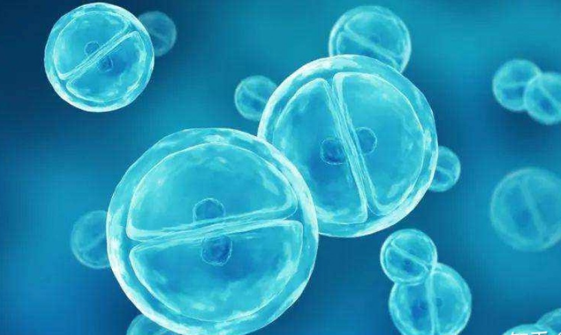 什么是干细胞提取物？