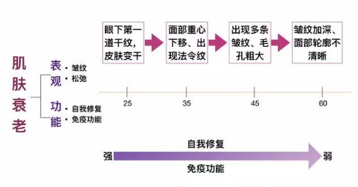 干细胞在美容及抗衰老领域的应用价值