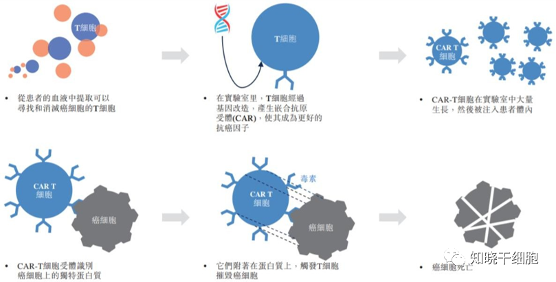 【细胞科普】关于CAR-T细胞概述