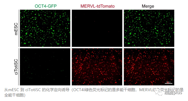 清华药学院在《NATURE》发表诺奖级成果，首次诱导全能干细胞成功