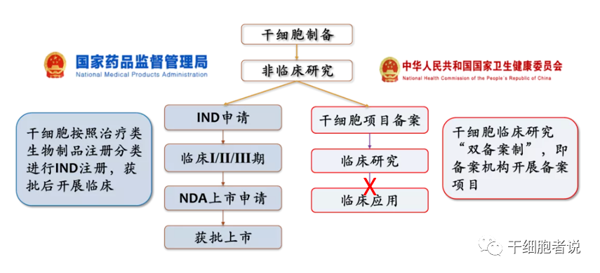 临床级间充质干细胞的技术壁垒：国际纵览