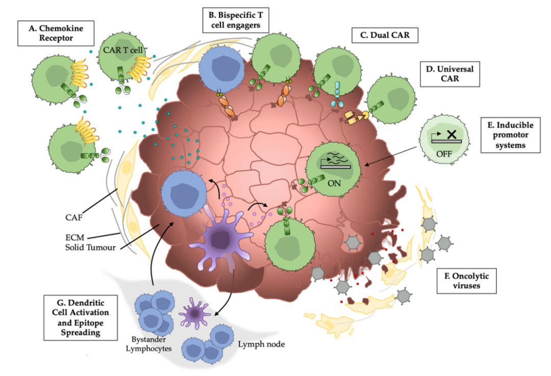 CAR-T和CAR-NK实体瘤靶向的解决方案