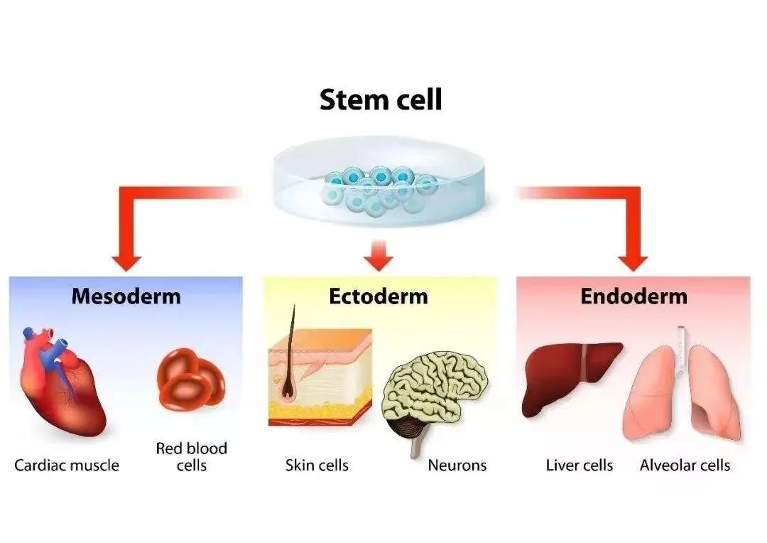 生来自带“不老药”，干细胞将成为抗衰老的利器！