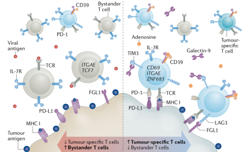 肿瘤抗原诱导的T细胞耗竭：免疫“热”肿瘤的大敌