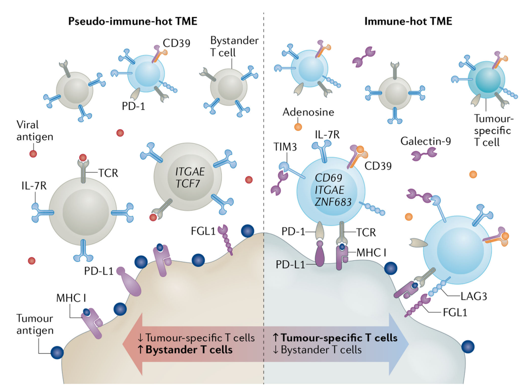 肿瘤抗原诱导的T细胞耗竭：免疫“热”肿瘤的大敌