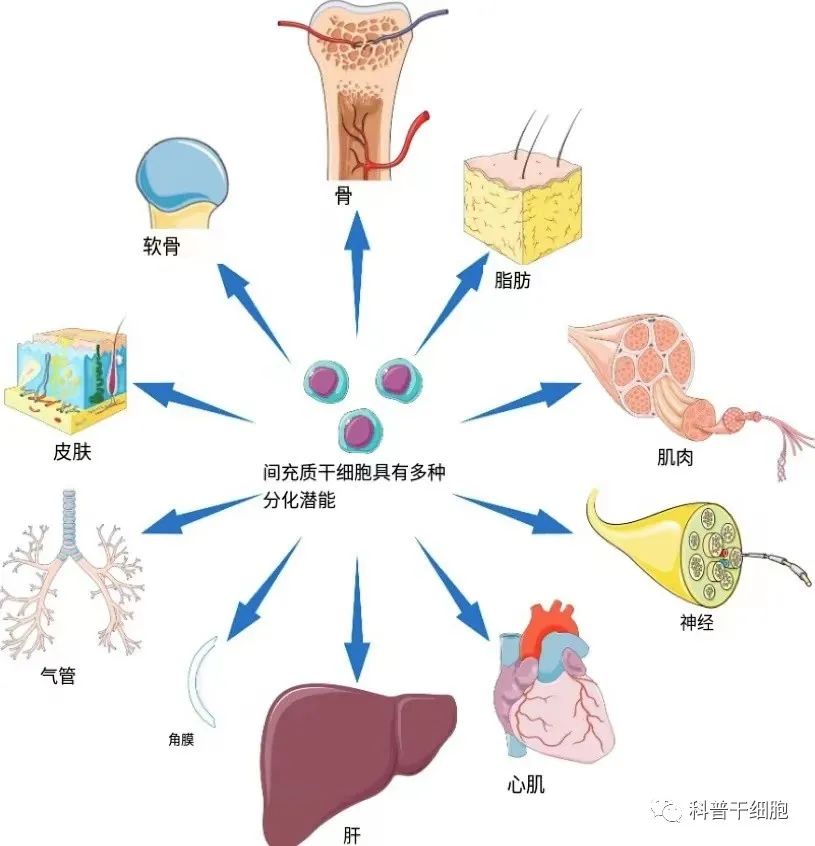 聪明的干细胞，是身体健康的保障