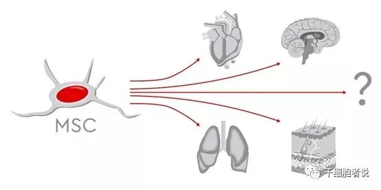 一文读懂：间充质干细胞治疗的现状与未来