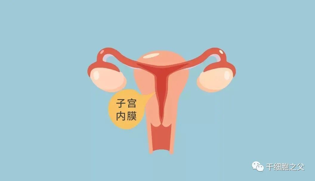 CCTV报道|干细胞修复子宫内膜，帮助她们重获生育能力！
