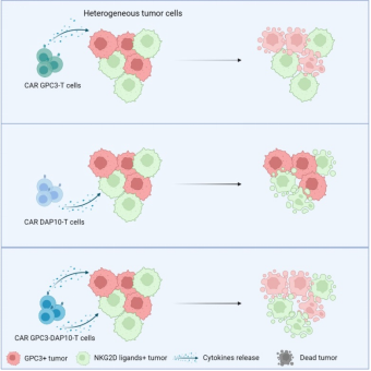 广州健康院在提升CAR-T细胞抗异质性肿瘤活性方面取得新进展