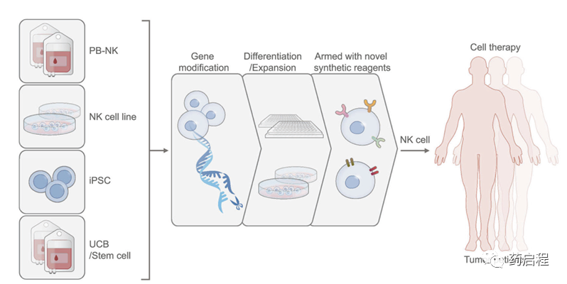 综述介绍：NK细胞生产的进展