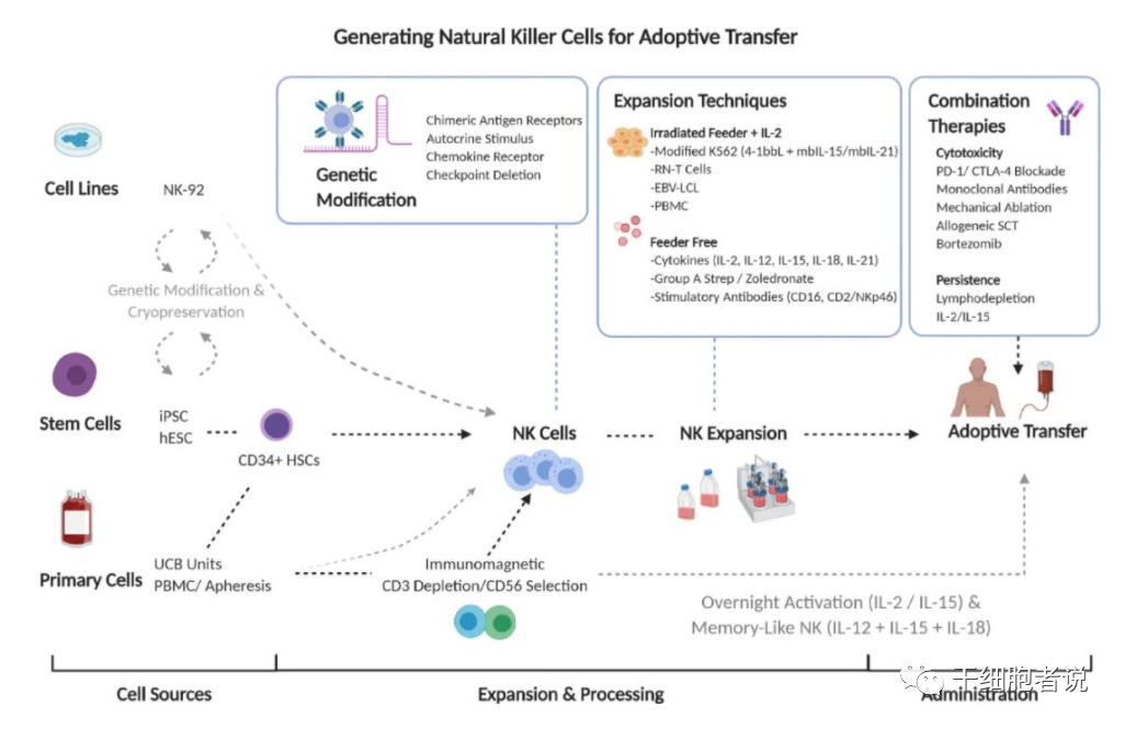 免疫细胞治疗“新力量”：NK细胞疗法