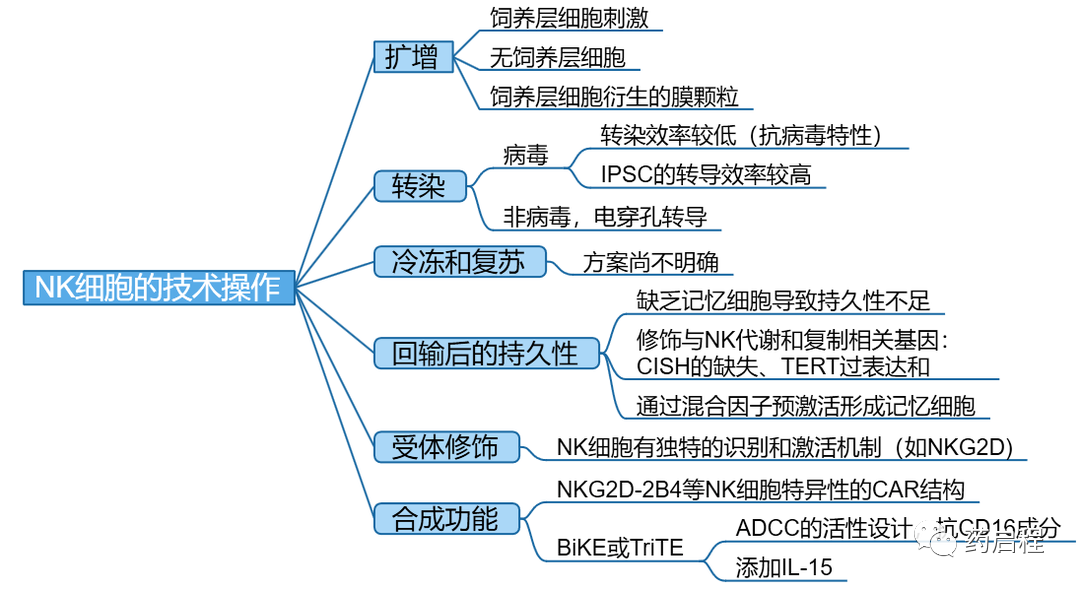 综述介绍：NK细胞生产的进展