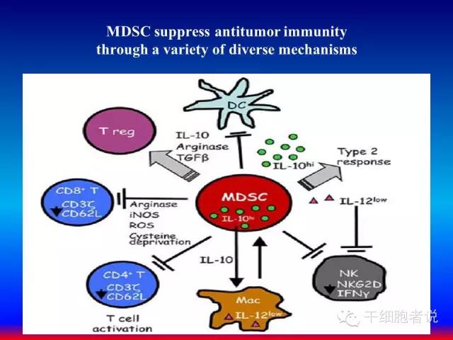 免疫细胞家族成员：MDSCs