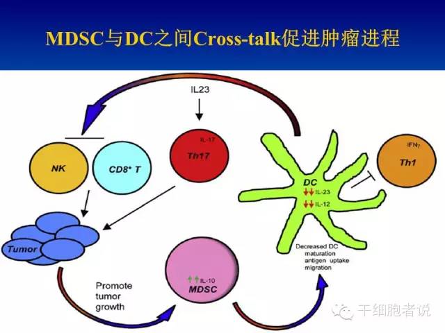 免疫细胞家族成员：MDSCs