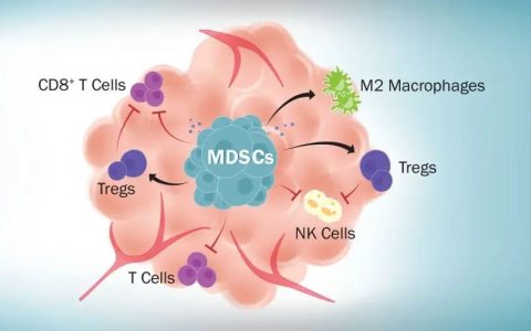 免疫细胞家族成员：MDSCs