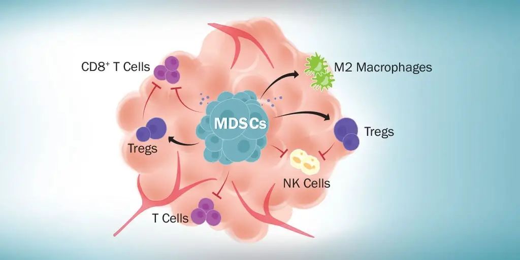 免疫细胞家族成员：MDSCs