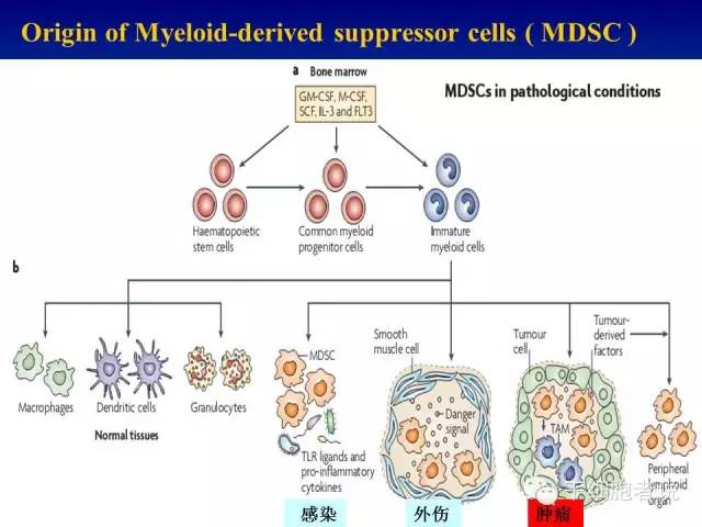 免疫细胞家族成员：MDSCs