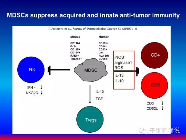 免疫细胞家族成员：MDSCs