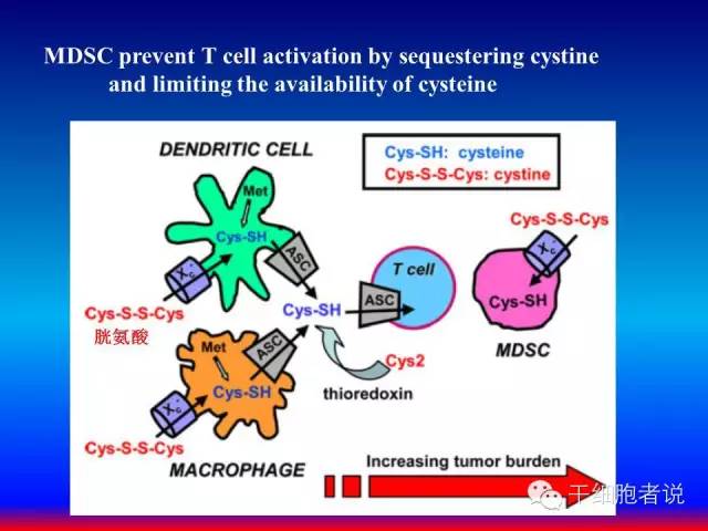 免疫细胞家族成员：MDSCs