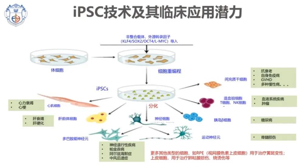 贾文文博士：干细胞成药的思考与探索