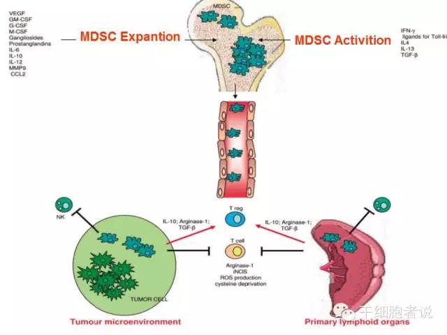 免疫细胞家族成员：MDSCs