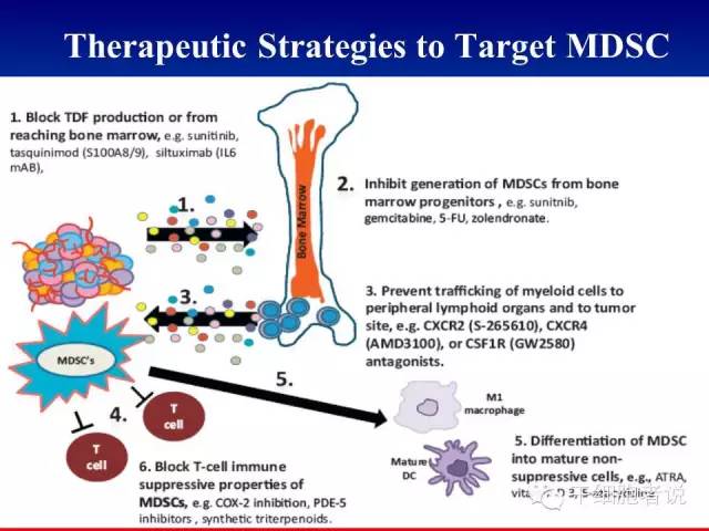 免疫细胞家族成员：MDSCs