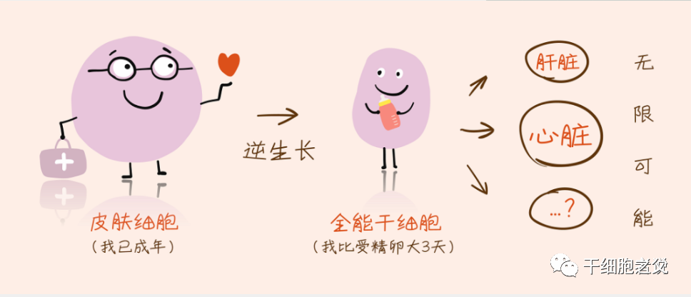 一文尽览：干细胞领域重要研究成果