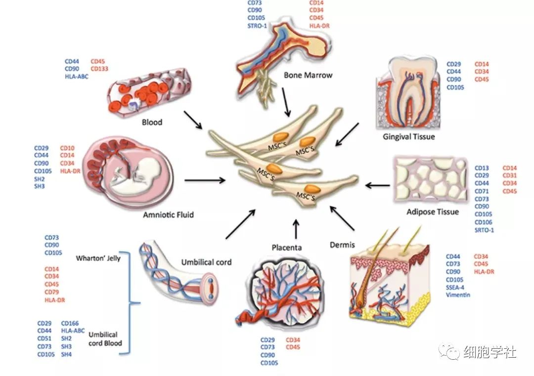 道阻且长，关于“间充质干细胞基础和临床”的完美总结