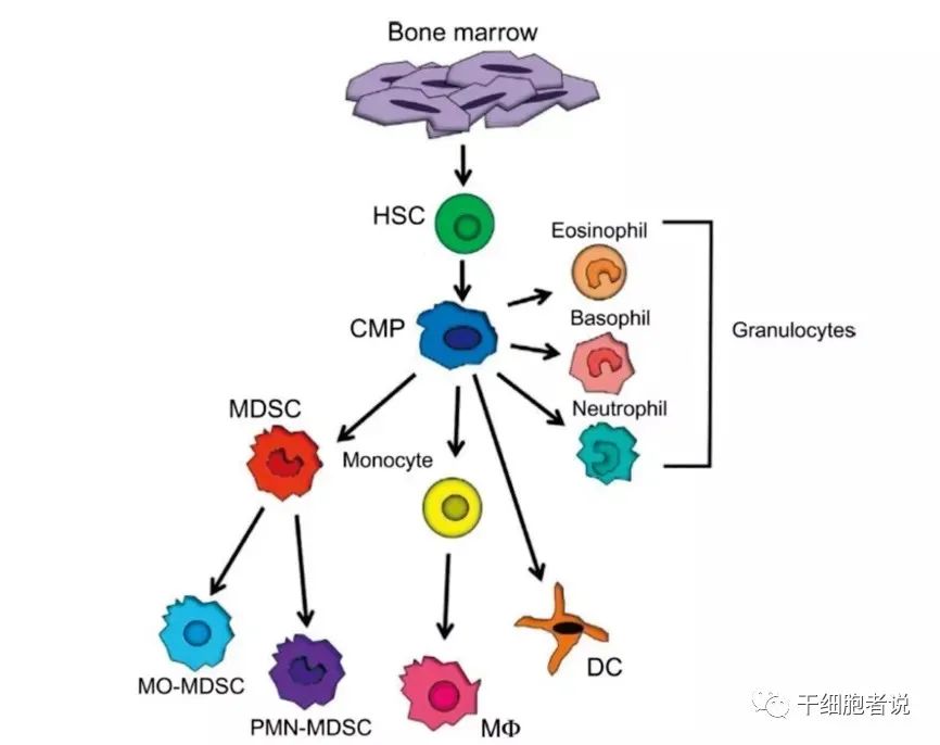 免疫细胞家族成员：MDSCs