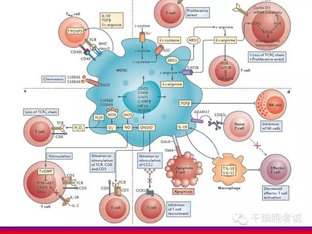 免疫细胞家族成员：MDSCs