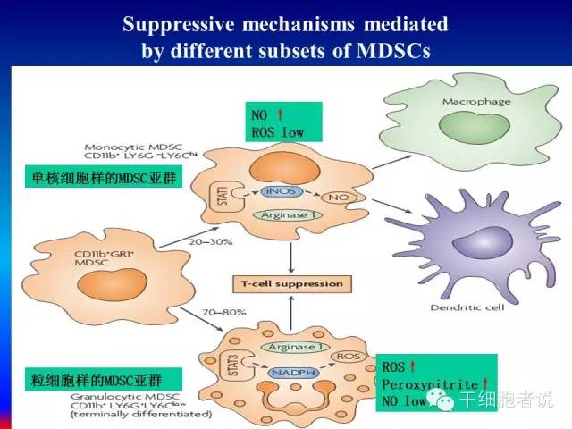 免疫细胞家族成员：MDSCs