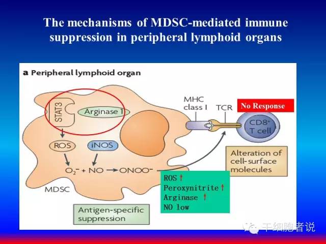 免疫细胞家族成员：MDSCs