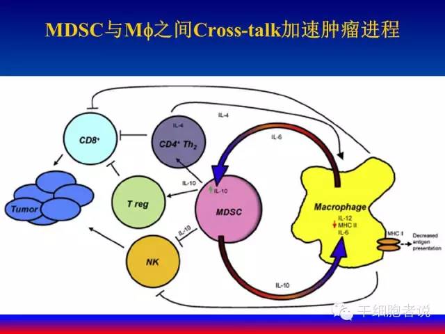 免疫细胞家族成员：MDSCs