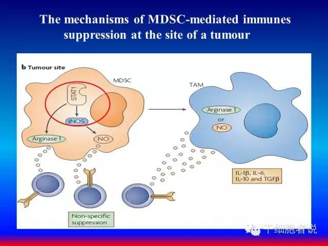 免疫细胞家族成员：MDSCs