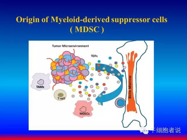 免疫细胞家族成员：MDSCs