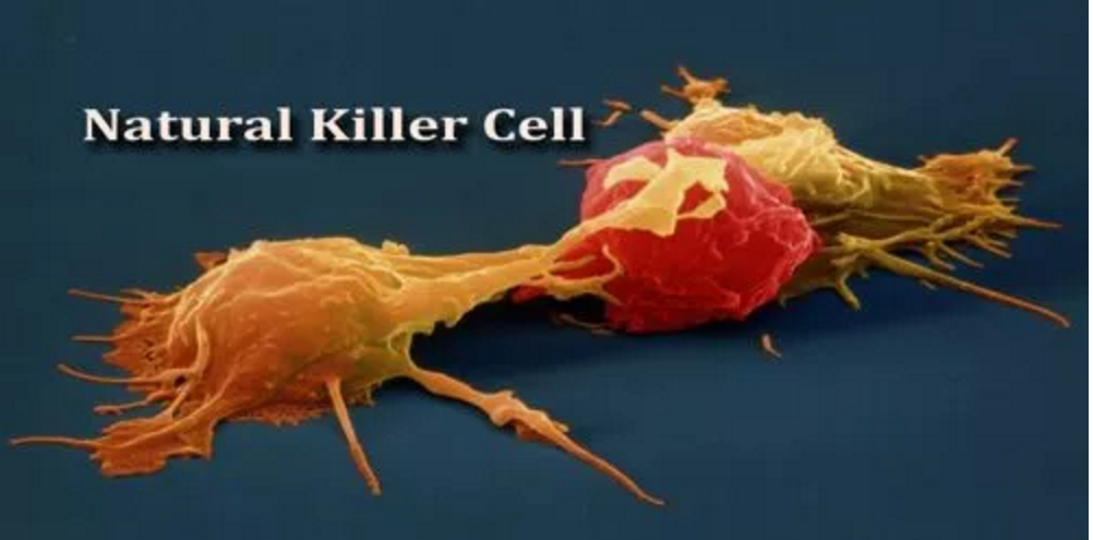 看看免疫细胞如何攻击宫颈癌细胞，从此不再“谈癌色变”