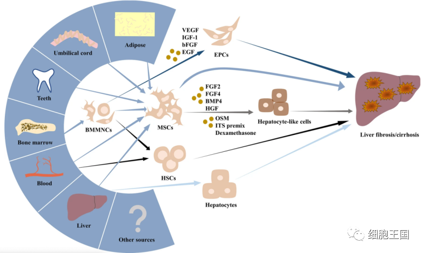 最新总结｜干细胞治疗肝纤维化/肝硬化：临床进展和治疗前景
