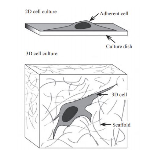 ​干细胞工艺开发：二维培养VS三维培养