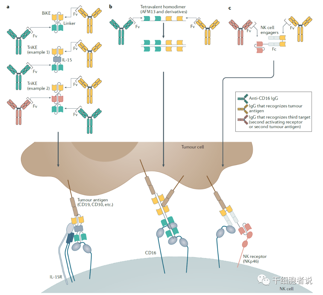 Nat Rev Drug Discov丨NK细胞疗法：抗肿瘤第一道防线