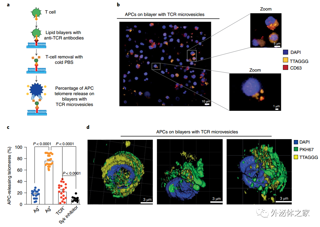 Nat Cell Biol：细胞外囊泡转移端粒，T细胞抵抗衰老新机制