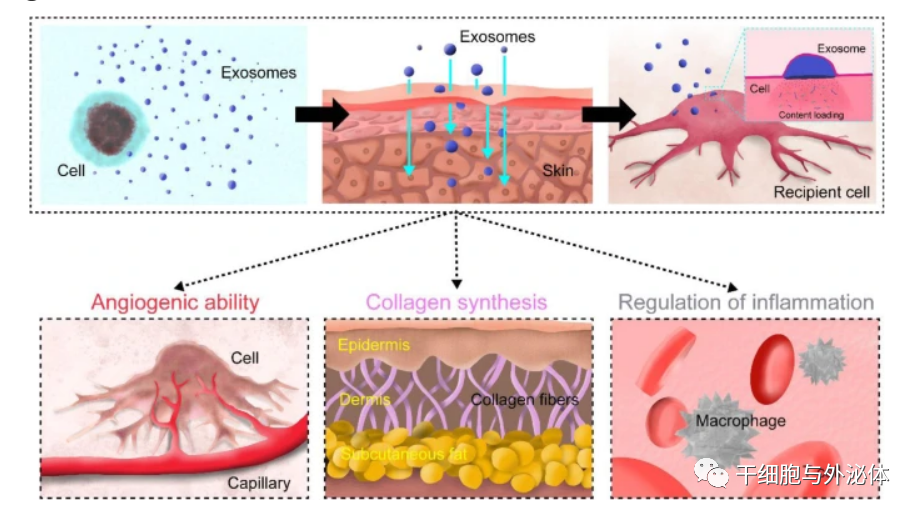 Osman Kose | 外泌体在皮肤老化等疾病中的作用
