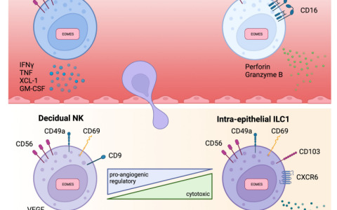 NK细胞在肿瘤免疫治疗中的可塑性