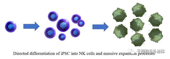 星奕昂完成3.5亿融资加速iPS细胞衍生CAR-NK细胞治疗产品临床