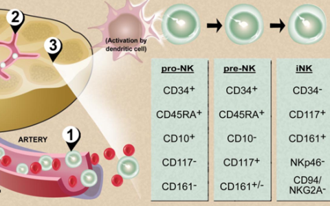 NK细胞学习
