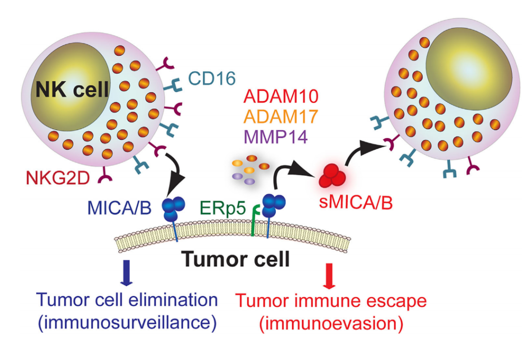 NKG2D配体在免疫肿瘤学中的应用