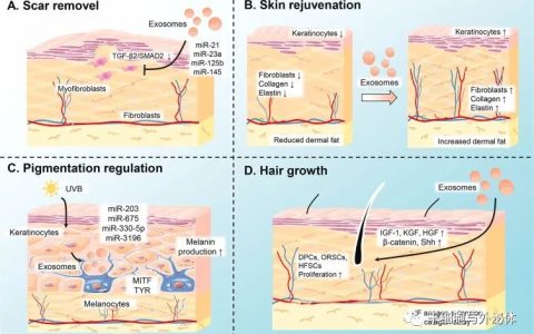 外泌体在皮肤疤痕修复中的应用