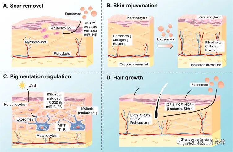 外泌体在皮肤疤痕修复中的应用