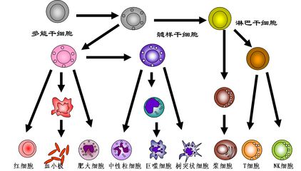 干细胞知识深度科普