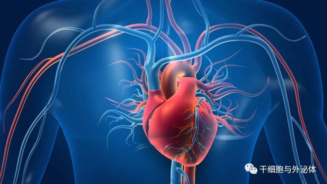 间充质干细胞在心血管系统疾病中的应用