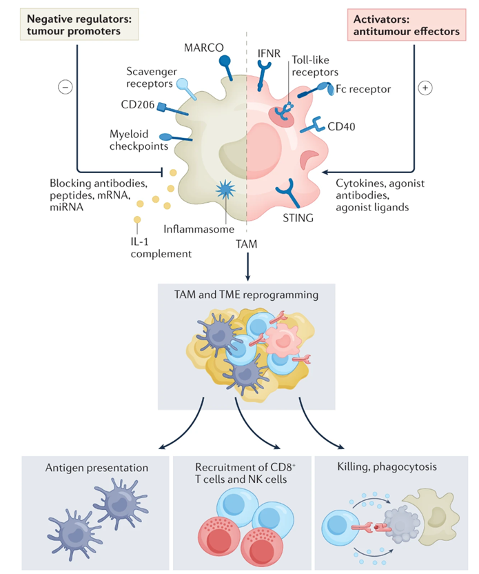 癌症治疗过程的双向间谍--巨噬细胞